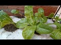 زراعة الخس فوق سطح المنزل Cultivation Of Lettuce On The Roof Of The House 