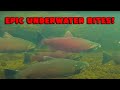 EPIC 12 Minutes Of TWITCHING For Coho Salmon! CRAZY Underwater Bites CAPTURED!!