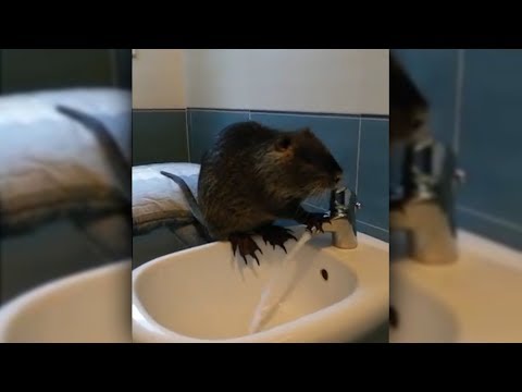 Video: Zu Welcher Tierklasse Gehört Die Bisamratte?