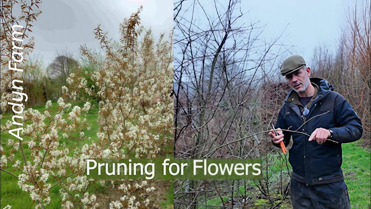 Pruning Trees for Flowers 🌳Sometimes Less Is More: A Gentle Guide to ...