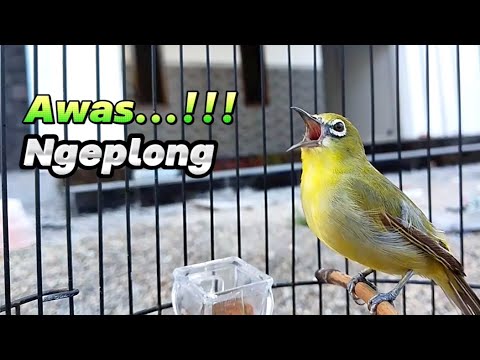 Awas berdengkur...!!! Paruh Terbuka Pleci Gacor Joran