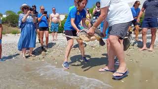 Sea Turtle Releases 2022 by ARCHELON Τhe Sea Turtle Protection Society 182 views 1 year ago 19 seconds