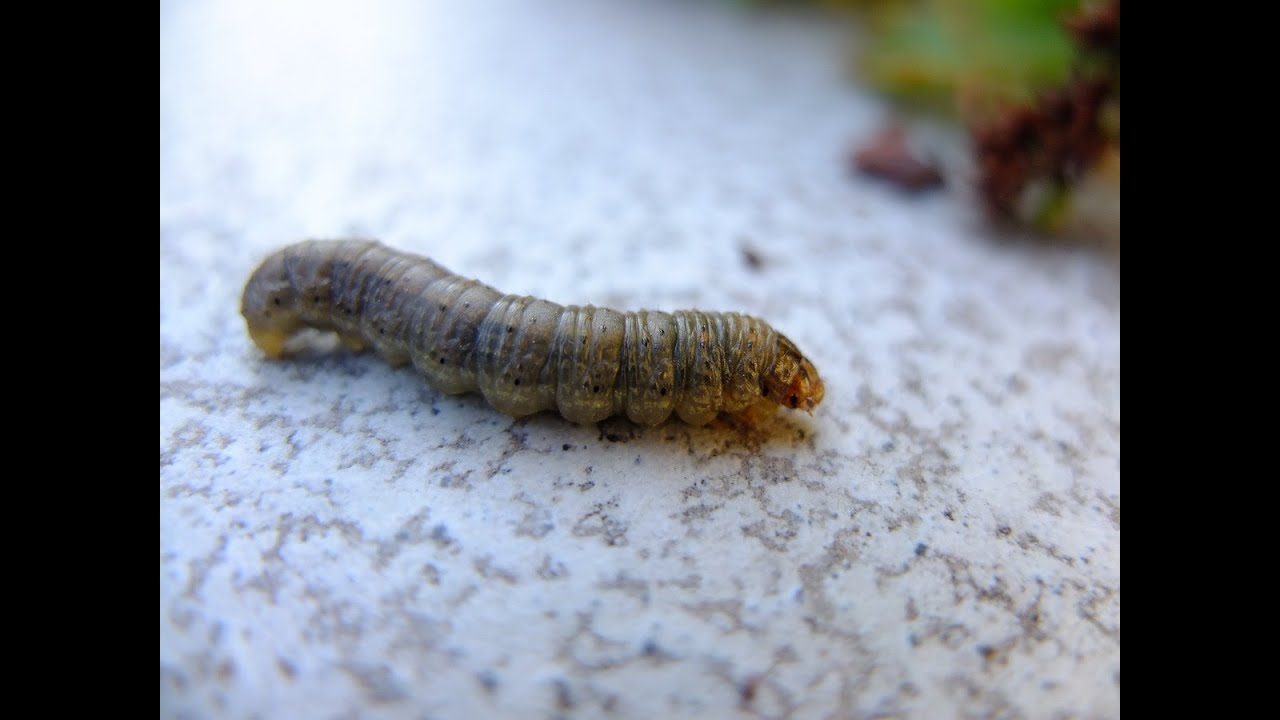 Noctuidae sp. - Owlet Moth / Eulenfalter