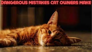 Discover Dangerous Mistakes All Cat Owners Make by Adventurezoo 298 views 1 month ago 3 minutes, 8 seconds