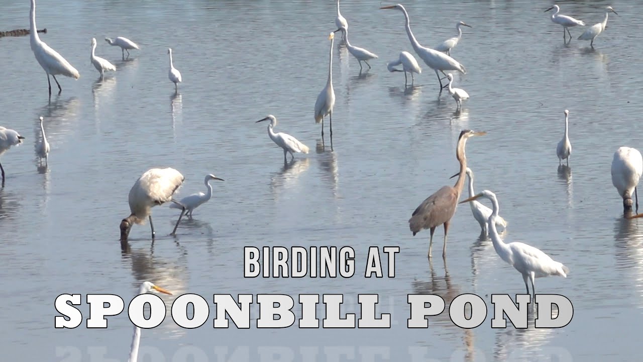 HUNDREDS of Herons, Egrets, and Wood Storks in SPOONBILL POND at Big Talbot Island
