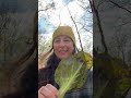 Skunk cabbage update! #naturejournal #skunkcabbage #Symplocarpusfoetidus