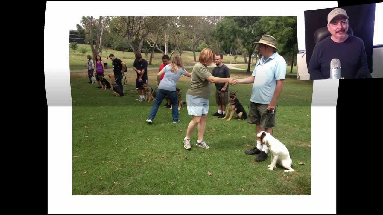 Rainy Day Dog Training in Orange County Falco K9 Academy YouTube