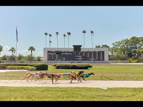 Video: Florida Stemmer For At Forbyde Greyhound Racing