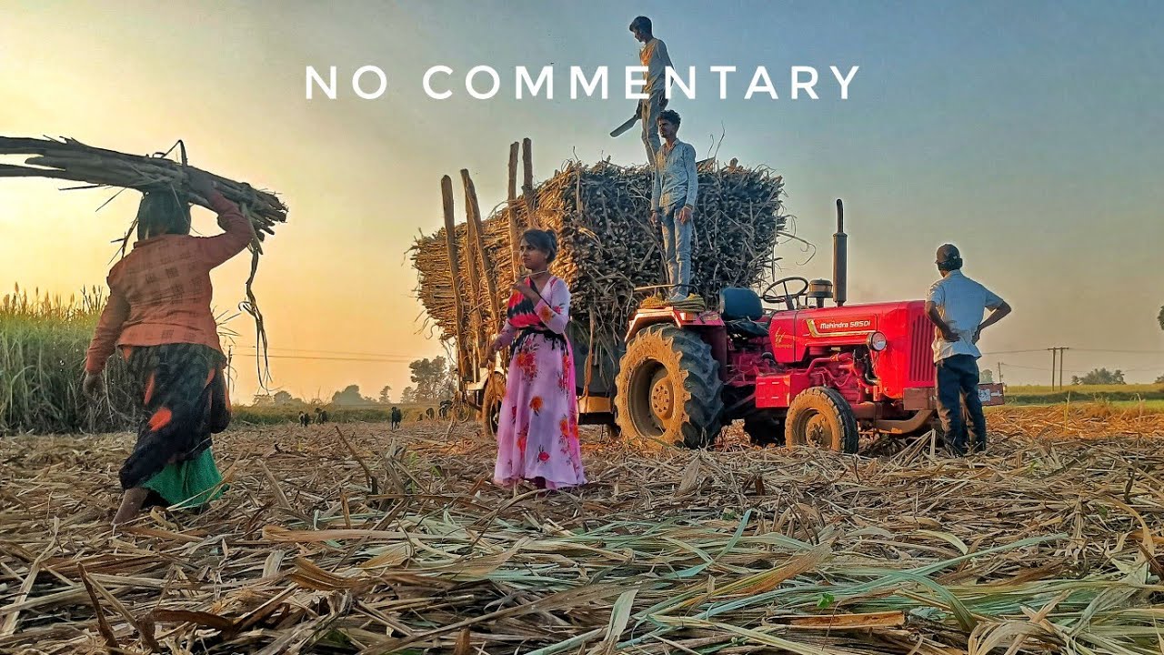 Loading Sugarcane on Tractor Trolley - No comments 