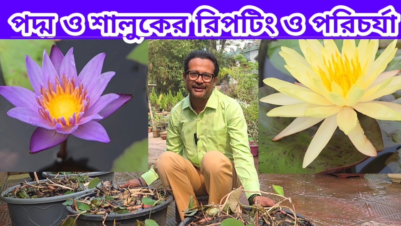 আমার পদ্ম ও শালুকের রিপটিং ও পরিচর্যা||My Lotus & Water Lily Repotting & Care||