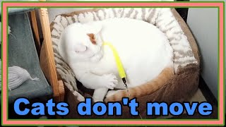 猫のキクちゃんの日常〜動きたくない猫〜ニョロニョロで遊ぶ☆Kiku-chan's daily life-cats who don't want to move