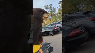 ever wonder what a Harris hawk sounds like? #hawk #pigeon #animals #fly #falconry #pestcontrol #