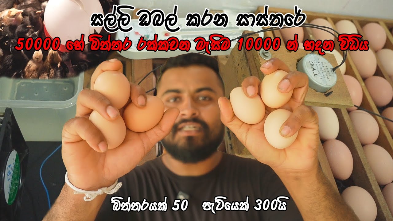 ස්වංක්‍රීය බිත්තර රක්කවන විධිය සරලව | Fully automatic incubator | Kukul Palanaya Sinhala