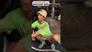 Omset Puluhan Juta Dari Ternak Sapi Perah FH super