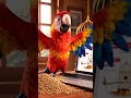 Street Interviews: When Animals Talk! 🐶🐱🐦 #animalinterview #funnyshorts