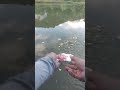Cho cá ăn cá mau lớn nhé #cau #ca #fishing #caucathugian