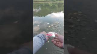 Cho cá ăn cá mau lớn nhé #cau #ca #fishing #caucathugian