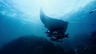 KAUST Beacon Development: Empowering Local Communities Through Sustainable Fisheries Consultancy
