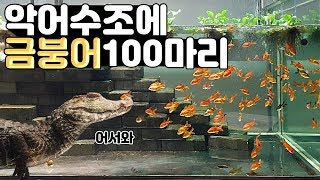 성체 악어 수조에 금붕어를 100마리 넣었더니?!