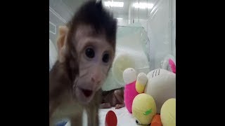 Download Lagu Scientists have cloned monkeys and it could help treat cancer MP3