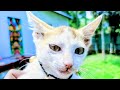 Mintu🐈 is live