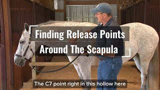 Finding Release Points Around Your Horse's Scapula with The Masterson Method