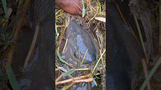 Try To Catch Big Fish From Gr In Beel Water