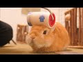 初めてお掃除コロコロをウサギにした結果、気持ち良すぎてこうなりました【No.456】