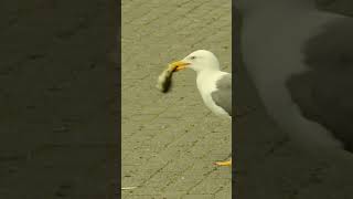 Baby Duck Eaten By Seagull