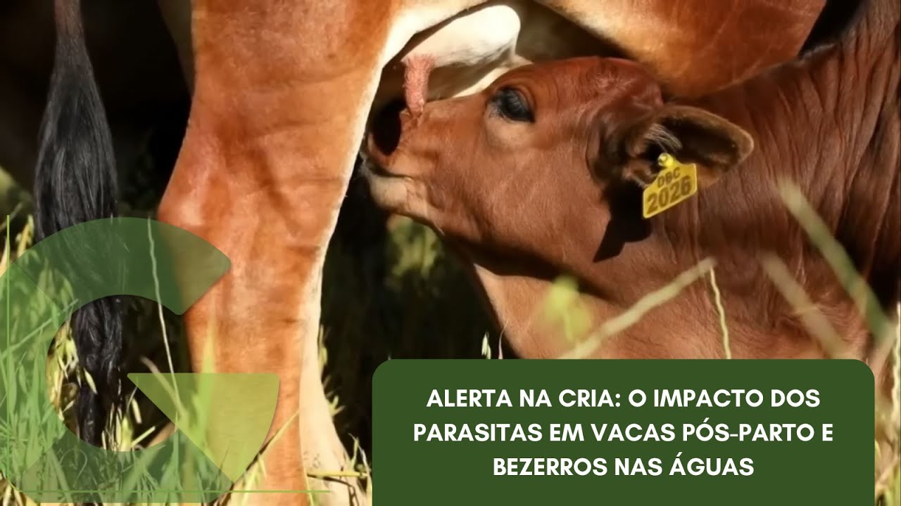 ALERTA NA CRIA: O IMPACTO DOS PARASITAS EM VACAS PÓS-PARTO E BEZERROS NAS ÁGUAS