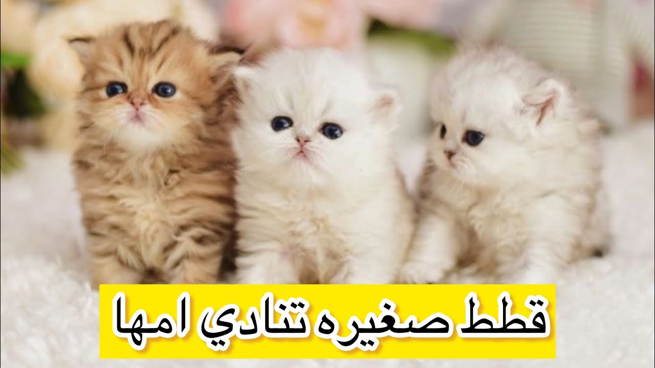اصوات قطط صغيره تنادي لامها قطه صغيره كيوت - YouTube
