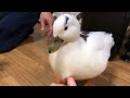 お父さんを守るコールダック