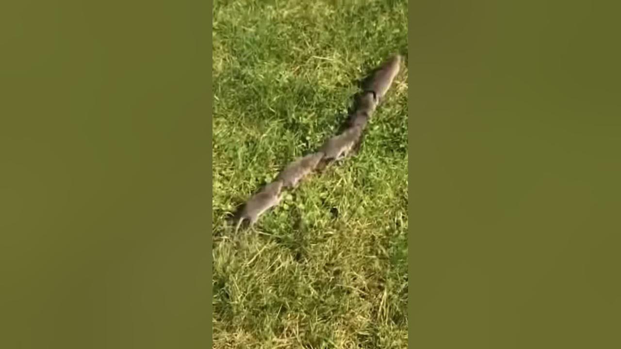 beautiful-mouse-shrews-pets-playing-in-garden-as-train-running