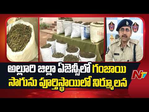 Alluri District : అల్లూరి జిల్లా ఏజెన్సీలో గంజాయి సాగును పూర్తిస్థాయిలో నిర్మూలన | NTV Telugu - NTVTELUGU