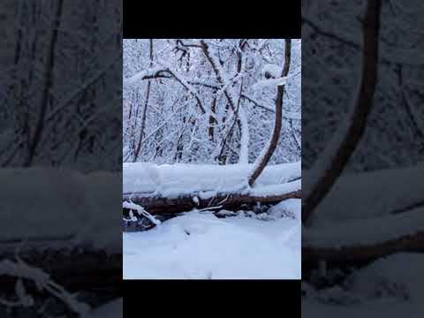 Видео: Медведь- шатун ждал охотника прямо у тропы #случай_в_тайге #таежные_истории