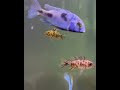 A happy life #fishaquarium #africancichlids #fish #fishtank