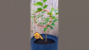 Growing Mulberry Tree Faster