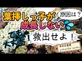 葉挿っ子が成長しない💦でも大丈夫!そんな子株を救出せよ!原因と対処法は? 多肉生産者「pukupuku taniku」