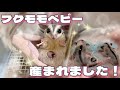 【爆誕】珍しい柄のフクモモベビーが産まれました!!✨️ 〈フクロモモンガ繁殖〉