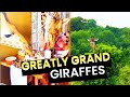 The Greatest Grand Giraffes!