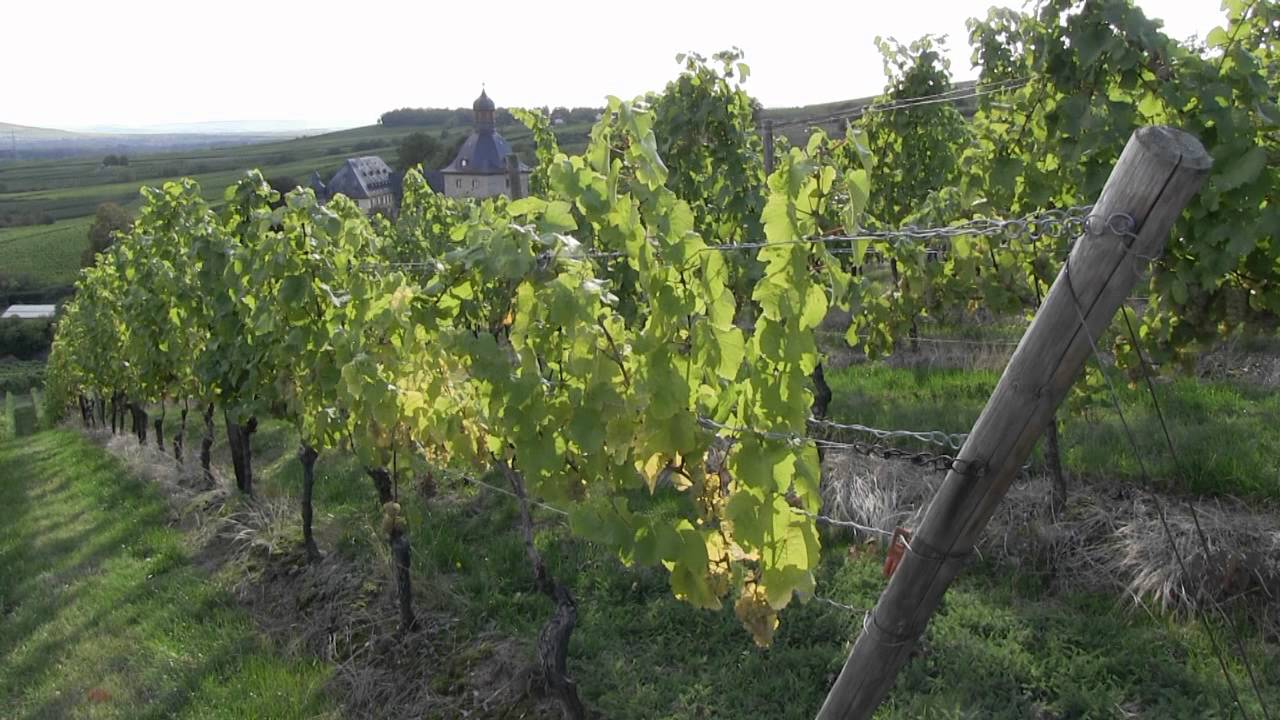 Schloss Vollrads / Celebrating and Events