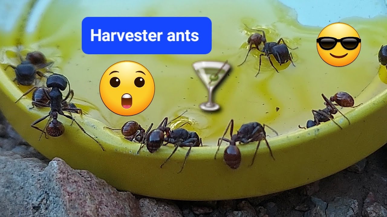 Harvester ants drinking yellow sugar water 😮😎
