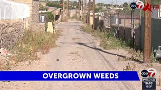 Celebrity Homeowner spars with El Paso’s code enforcement over weed problem Wealth