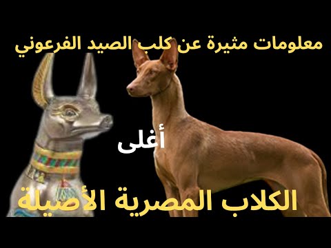 فيديو: بودنكو كاناريو