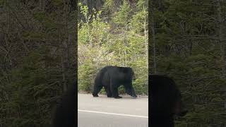 Majestic Black Bear Strolling on Road