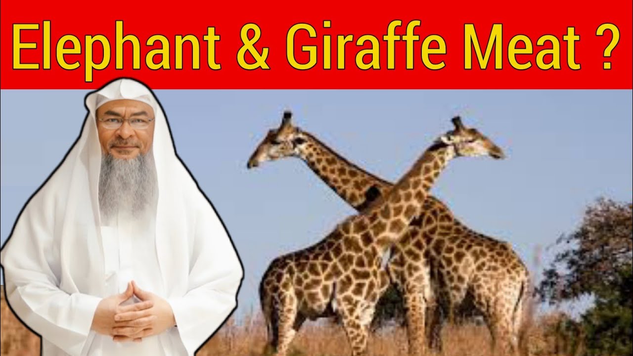 Elephant and Giraffe Meat - Halal or Haram in Islam 