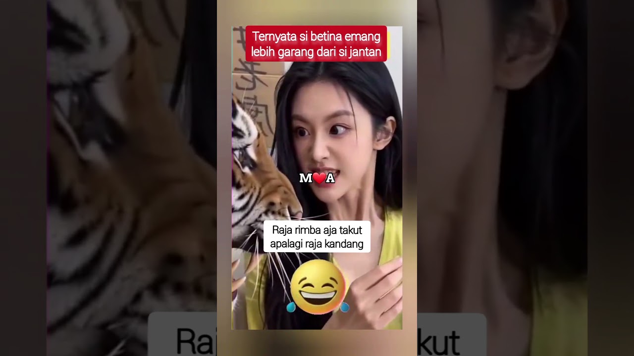 TIGER VS MAMI #hewanbesar #funny #animals #harimau #tiger