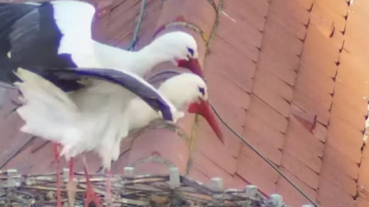 STÖRCHE Trailer German Deutsch (2016) Storks