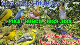 Download lagu Burung Kecil Auto Datang! Suara Pikat Paling Dicari 💯% ampuh 