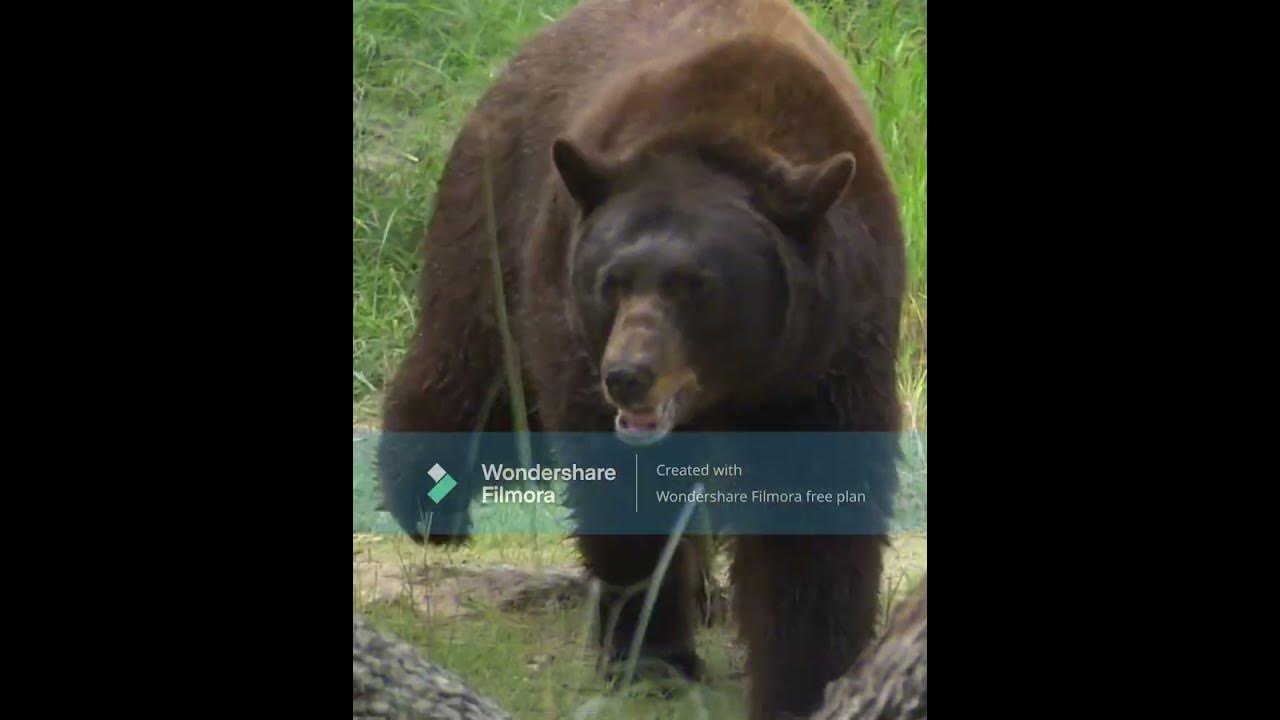 Animal Battle - Black Bear vs Jaguar - YouTube